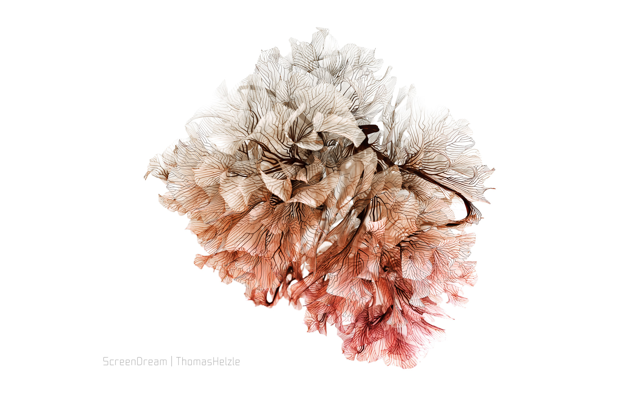 Generative Coral in SideFX Houdini and Redshift